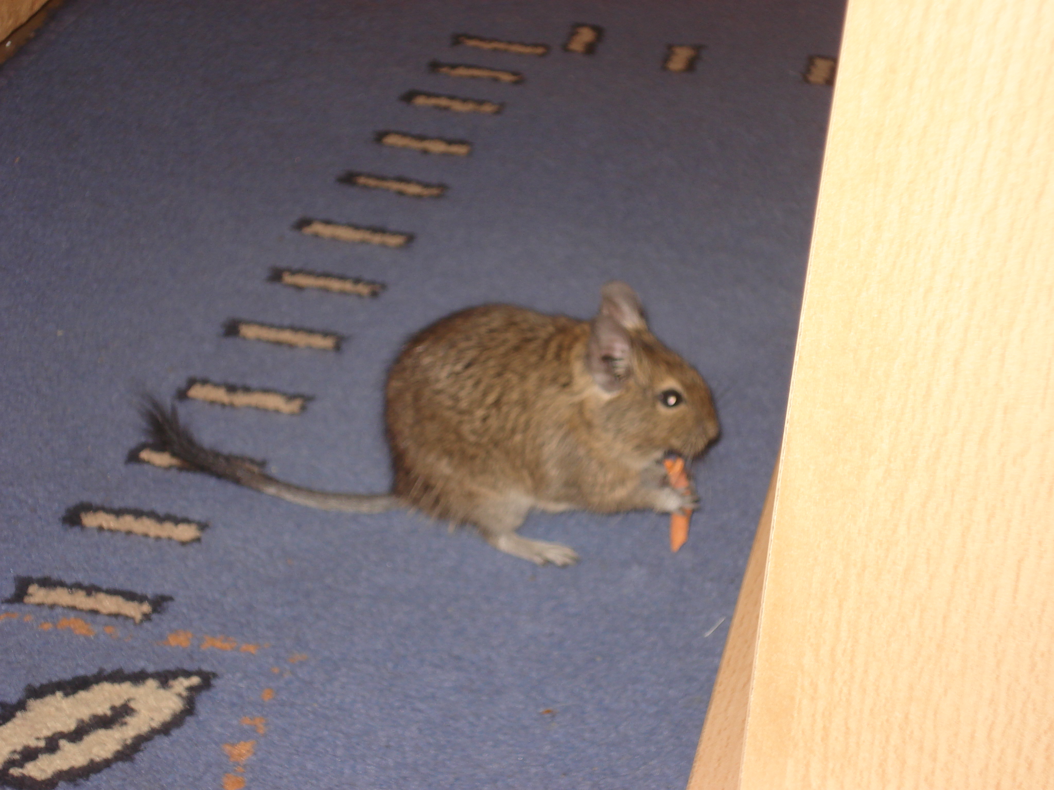 DSC05425.JPG